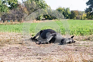 Horse is sleeping lying down