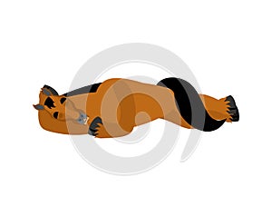 Horse sleeping. Steed asleep emotions. hoss dormant. Vector illustration