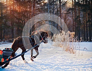 Horse and sleigh