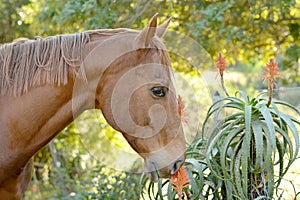 Horse smelling a blooming aloe