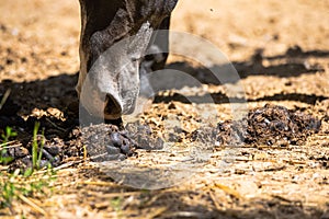 Horse smelling its feces