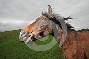 Horse smiles on a windy day in field