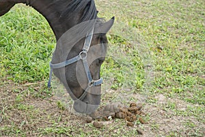 Horse sniffs horse feces in the pasture. Horse excrements in the meadow.