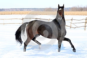 Horse in the snow