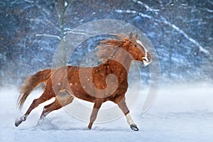 Horse in snow