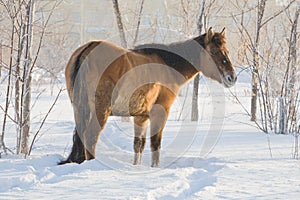 Horse on snow