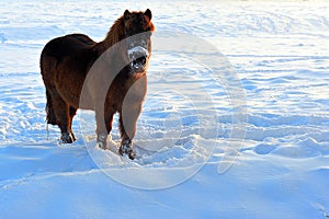 Horse in the snow