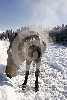 Horse on snow