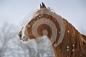 Horse in snow