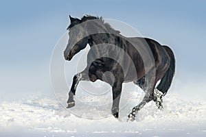 Horse in snow