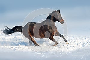 Horse in snow