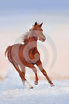 Horse in snow