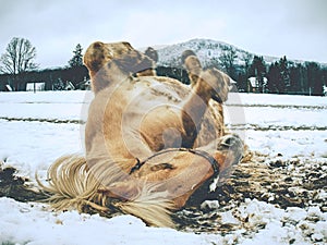 Horse in snow free lies. Horses rolling in snow often