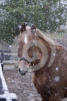 A horse on a snowy day