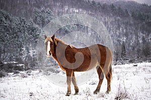 Horse in snowy winter