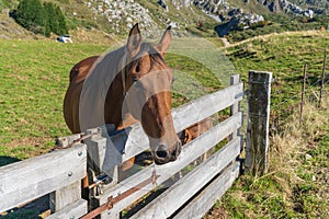 Horse in the Somiedo Natural Park in Asturias. photo