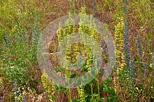 Horse sorrel on herbage background