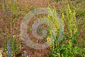 Horse sorrel on herbage background