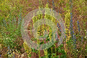 Horse sorrel on herbage background photo