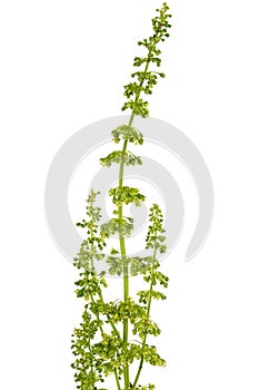 Horse sorrel, lat. Rumex confertus, isolated on white background