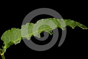 Horse sorrel leaf, lat. Rumex confertus, isolated on black background