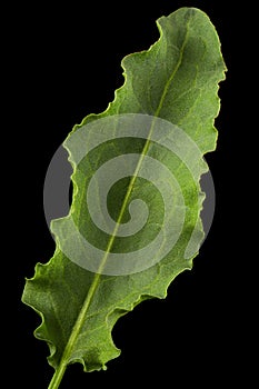 Horse sorrel leaf, lat. Rumex confertus, isolated on black background