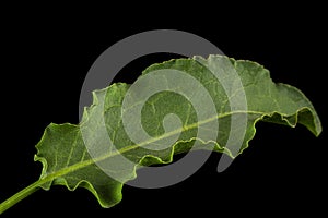 Horse sorrel leaf, lat. Rumex confertus, isolated on black background