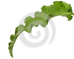 Horse sorrel leaf, lat. Rumex confertus, isolated on white background