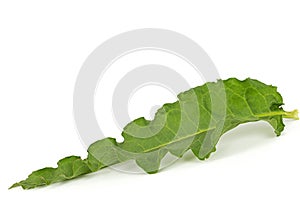 Horse sorrel leaf, lat. Rumex confertus, isolated on white background