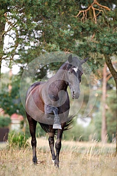Horse spanish walk on command by black draft mare in summer