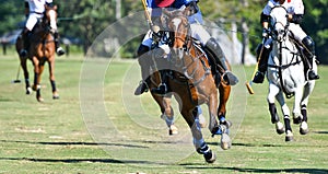 Horse Speed in Polo