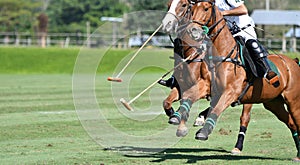 Horse speed in polo match