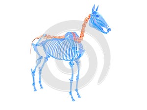 a horse spine