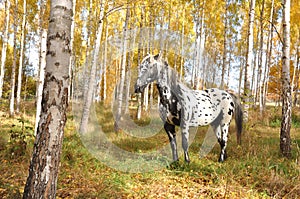 Horse with spots