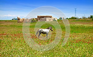 Horse in spring meadow in Castile La Mancha