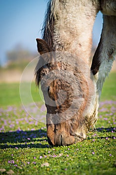 Horse on a spring pasture