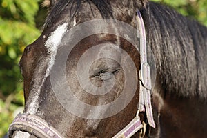 horse squints in the sun, horse`s head close-up