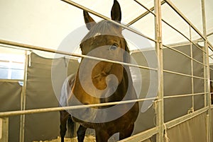 Horse in stable