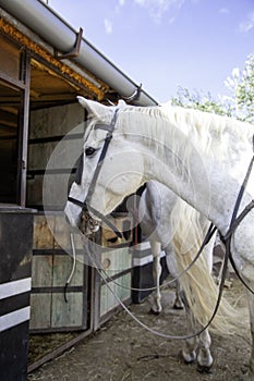 Horse in stable