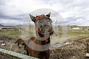 Horse in stable