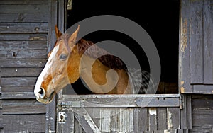 Horse snort photo