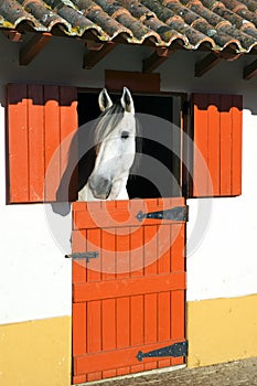 Horse in stable