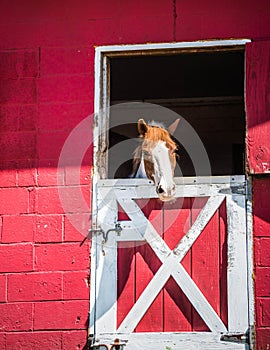 Horse in Stable