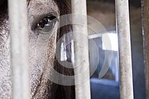 Horse in stable