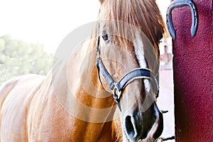 Horse in stable