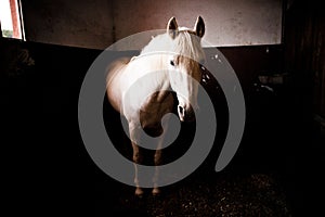 Horse in stable photo