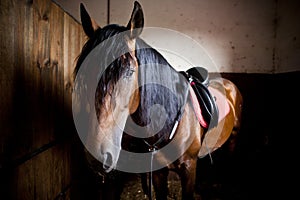 Horse in stable