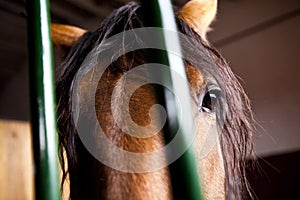 Horse in stable