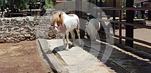 Horse in a stable photo