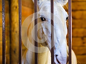 Horse stable farm ranch animal,  window box
